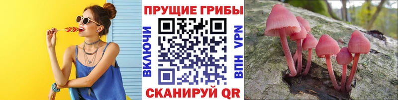 купить наркотики сайты  Сокол  Галлюциногенные грибы Psilocybe 